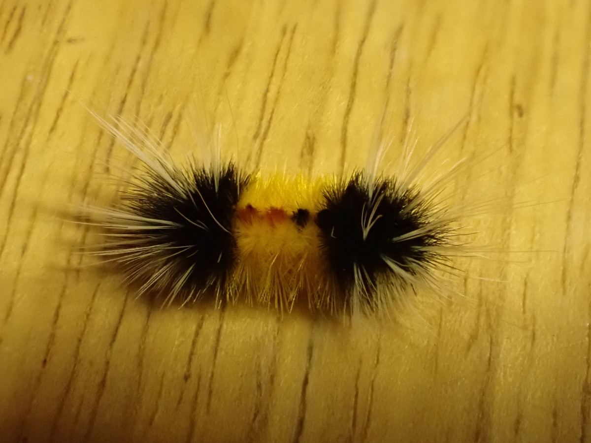 Ask The Entomologist: Fluffy caterpillars